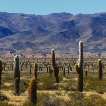 Many cactuses in the Parque Nacional Los Cardones